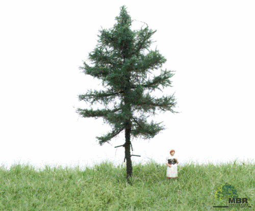 mbr 51-4101 Fyrretræ, 6-10 cm, sommer