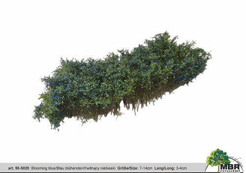 MBR 50-5020 Busk, Blomstrende blå