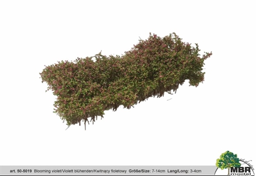 MBR 50-5019 Busk, Blomstrende violet