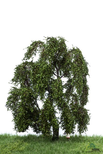 MBR 51-2309 Piletræ, sommer, højde 18-22 cm