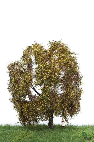 MBR 52-2309 Piletræ, efterår, højde 18-22 cm