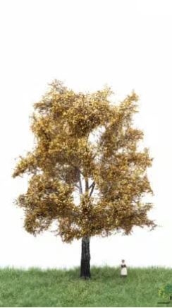 MBR 52-2305 Hvid poppel, efterår, 18-22 cm