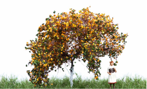 mbr 52-2304 Æbletræ, 7 cm, efterår, NYHED 2020
