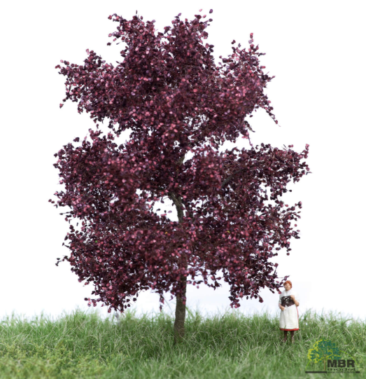 mbr 51-2114 Rød bøg, 6-10 cm, sommer