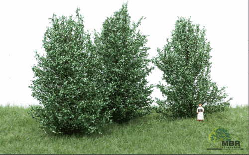 mbr 50-4003 Høje buske, hvid grøn, 10-12 cm