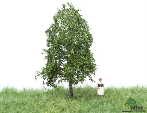 mbr 51-2101 Birk, 6-10 cm, sommer