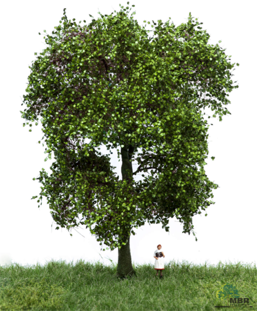 mbr 51-2312 Ahorn træ, 18-22 cm, sommer