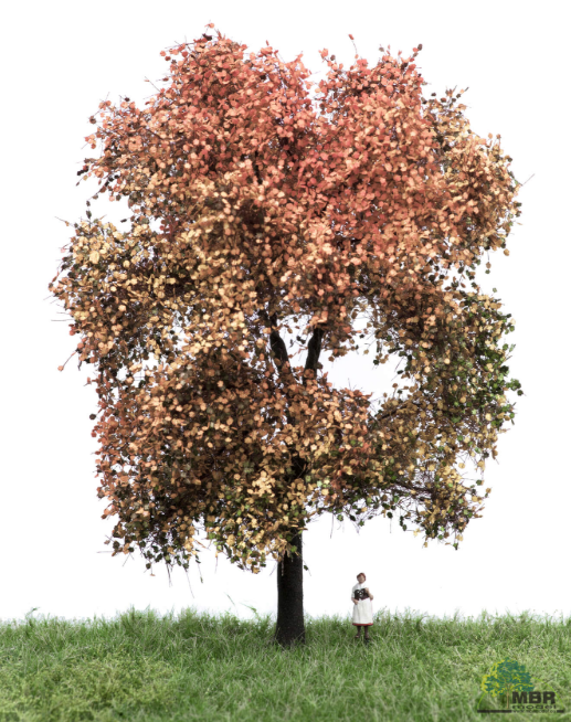 mbr 52-2312 Ahorn træ, 18-22 cm, efterår