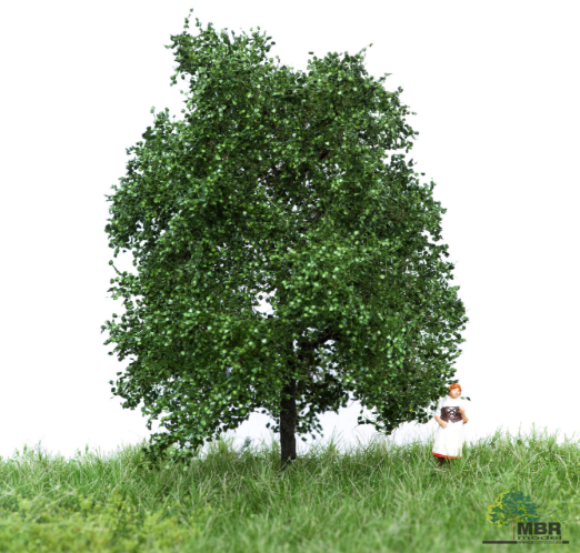 mbr 51-2103 Eg, 6-10 cm, sommer