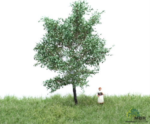 mbr 51-2105 Hvid poppel, 6-10 cm, sommer