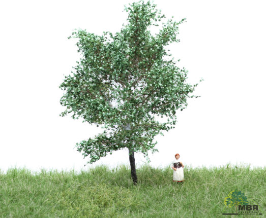 mbr 51-2105 Hvid poppel, 6-10 cm, sommer