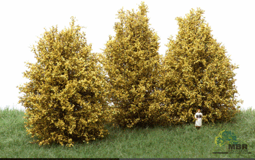 mbr 50-4005 Høje buske, lys gul, 10-12 cm, NYHED 2020