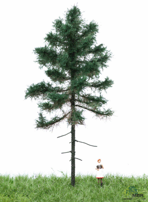 mbr 51-4201 Fyrretæ, 12-16 cm, sommer