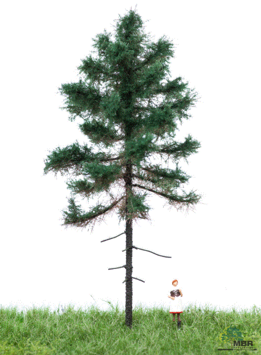 mbr 51-4201 Fyrretæ, 12-16 cm, sommer