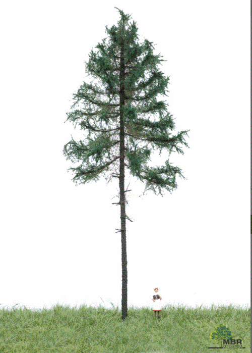 mbr 51-4301 Fyrretæ, 18-22 cm, sommer, NYHED 2020