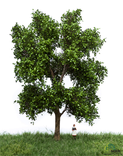 mbr 51-2311 Plantane træ, 18-22 cm, sommer, NYHED 2020